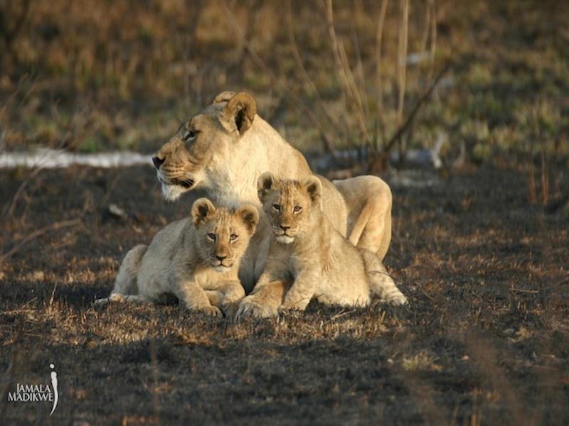 Jamala Madikwe Royal Safari Lodge Mochudi Buitenkant foto