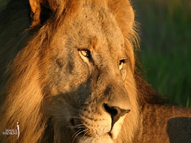 Jamala Madikwe Royal Safari Lodge Mochudi Buitenkant foto